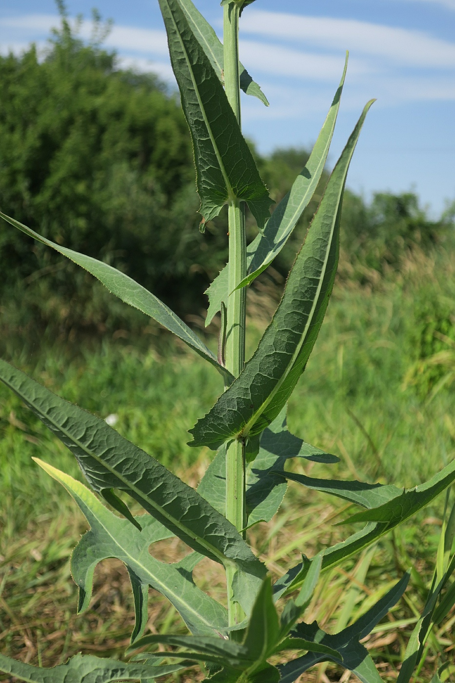 Изображение особи Sonchus palustris.