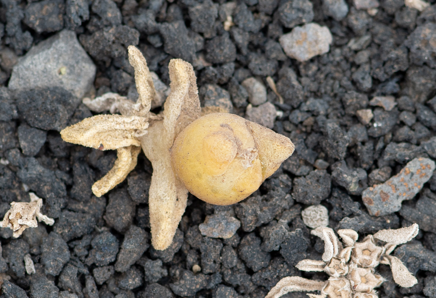 Изображение особи Mesembryanthemum cryptanthum.