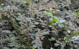 род Rubus