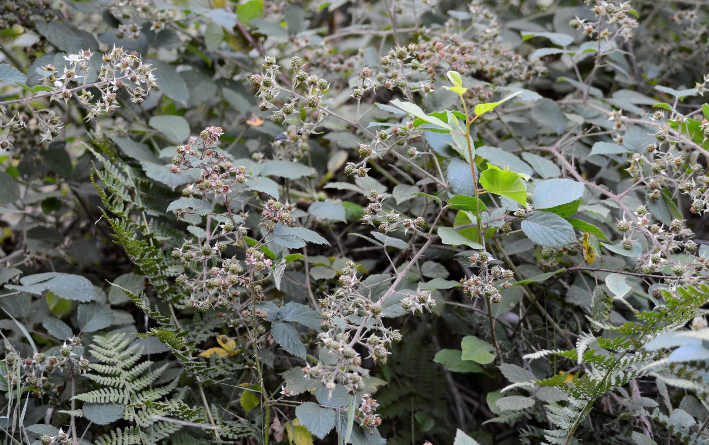 Изображение особи род Rubus.