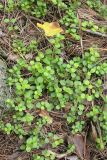 Linnaea borealis