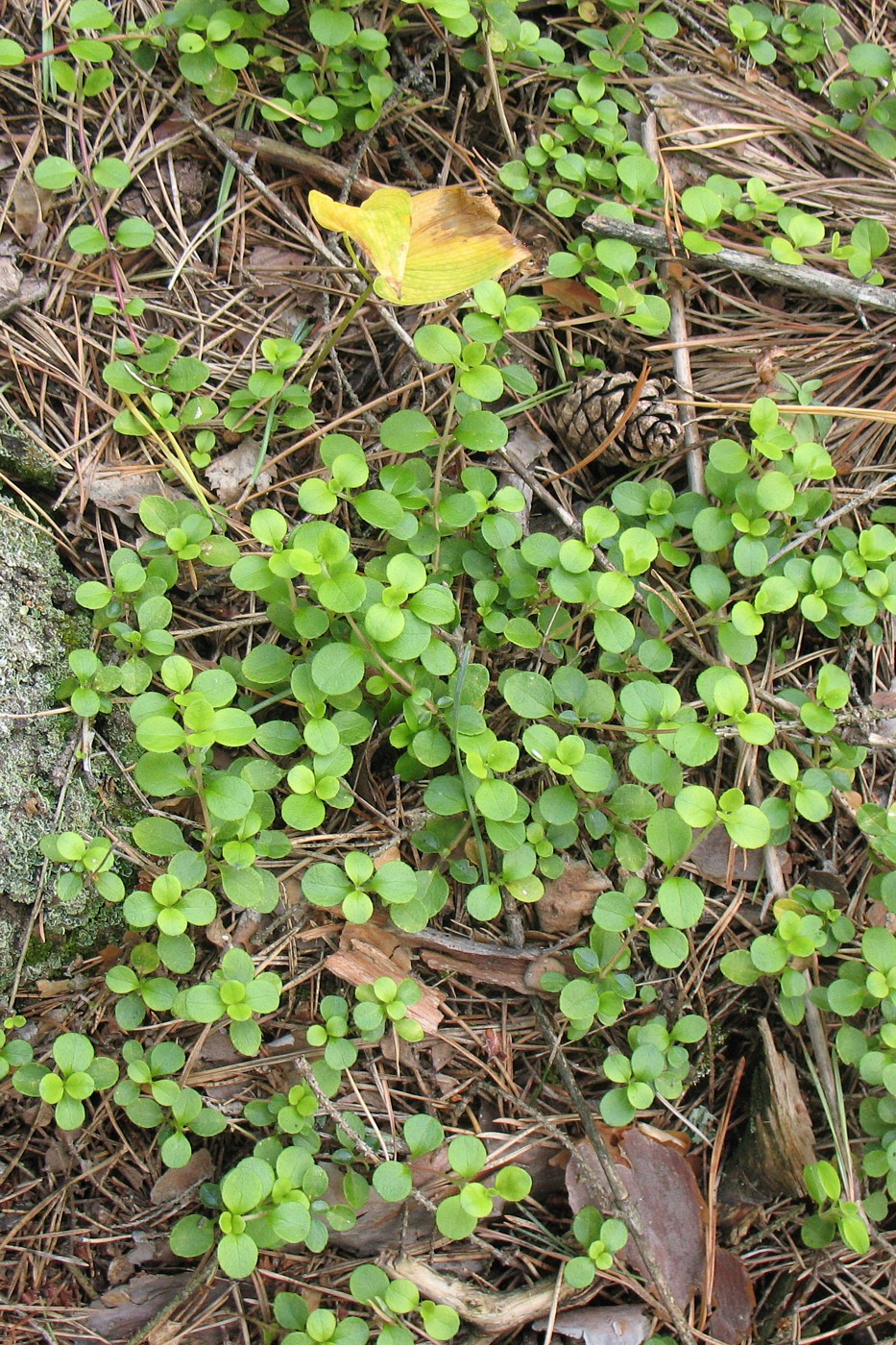 Image of Linnaea borealis specimen.