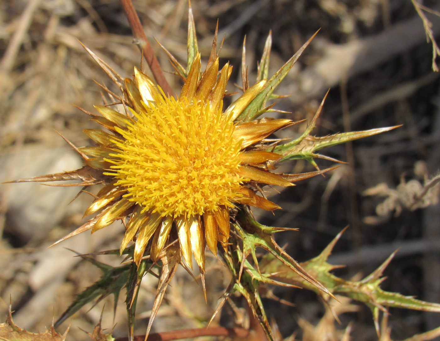 Изображение особи Carlina corymbosa.