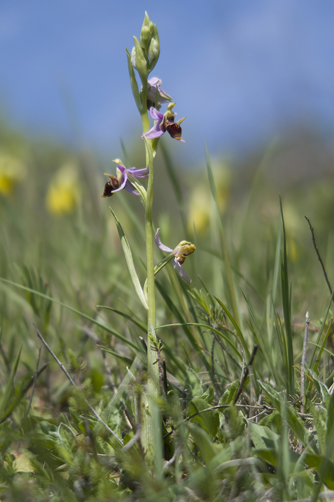 Изображение особи Ophrys oestrifera.