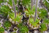 Draba bruniifolia. Листья и нижние части цветоносных побегов. Республика Адыгея, Майкопский р-н, окр. с. Новопрохладное (Сахрай), вост. склон горы Большой Тхач, 2050 м н.у.м., скальные выходы в субальпийском поясе. 24.05.2019.