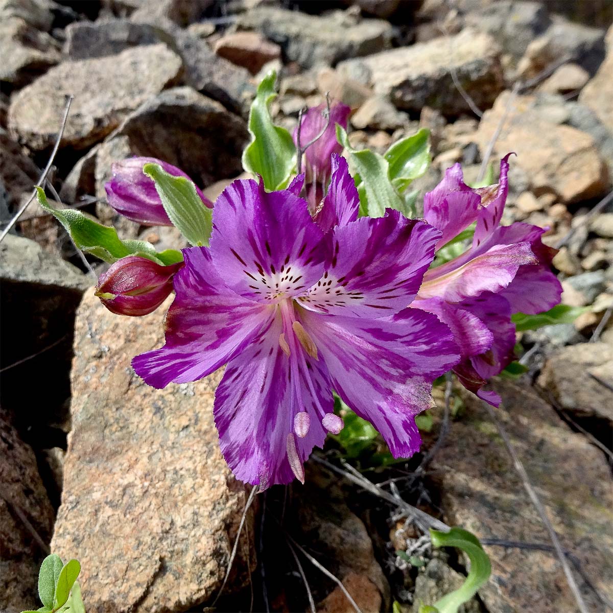 Изображение особи Alstroemeria paupercula.