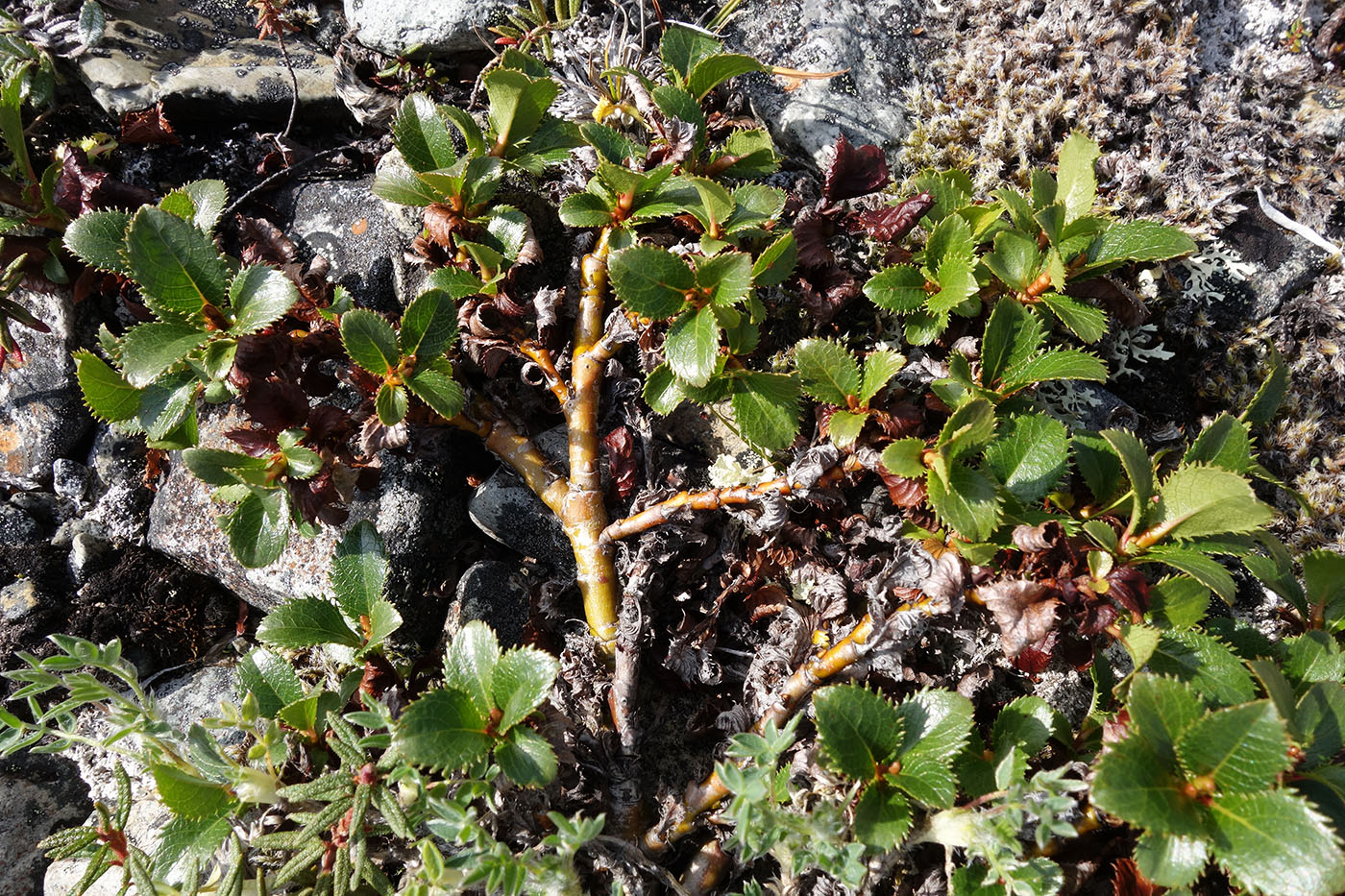 Image of Salix tschuktschorum specimen.