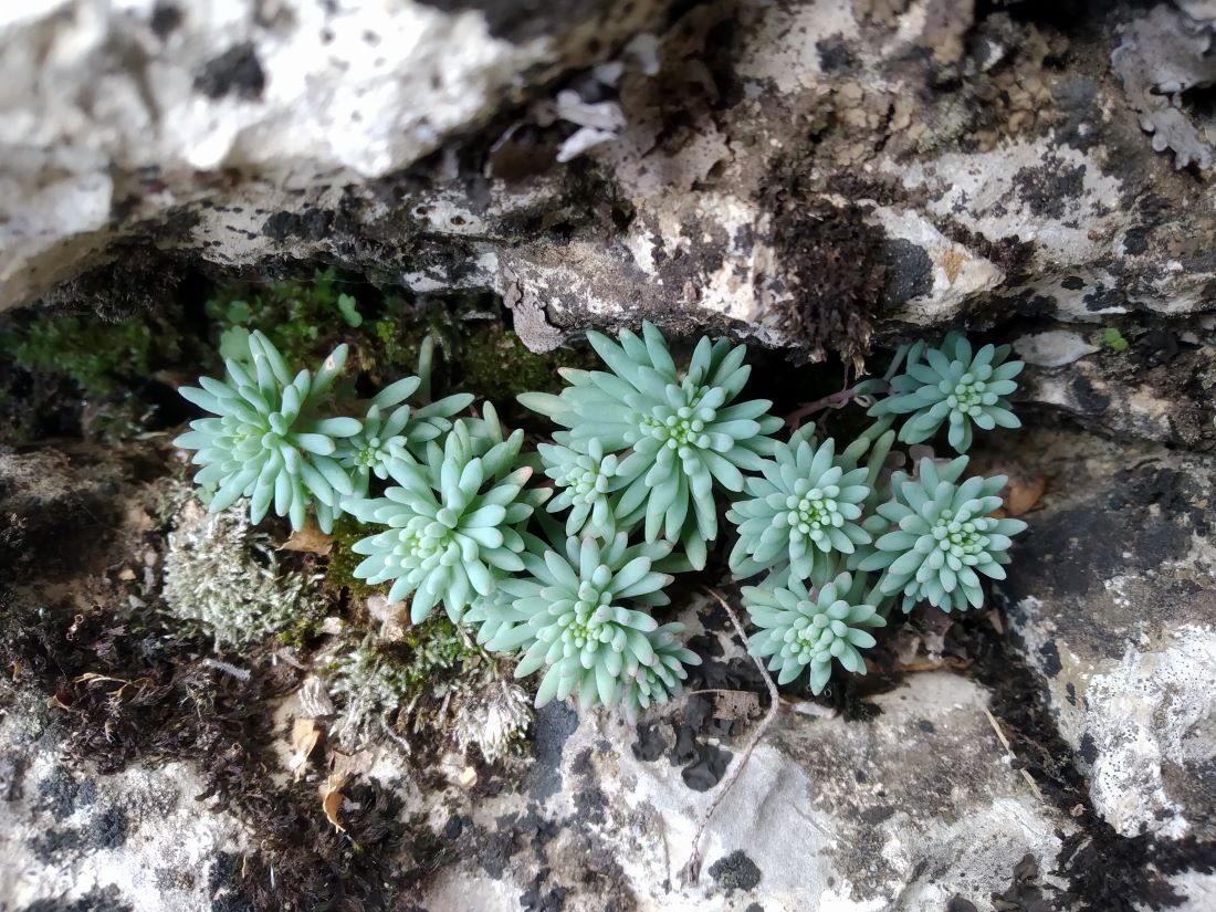 Image of Sedum hispanicum specimen.