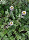 Erigeron uniflorus
