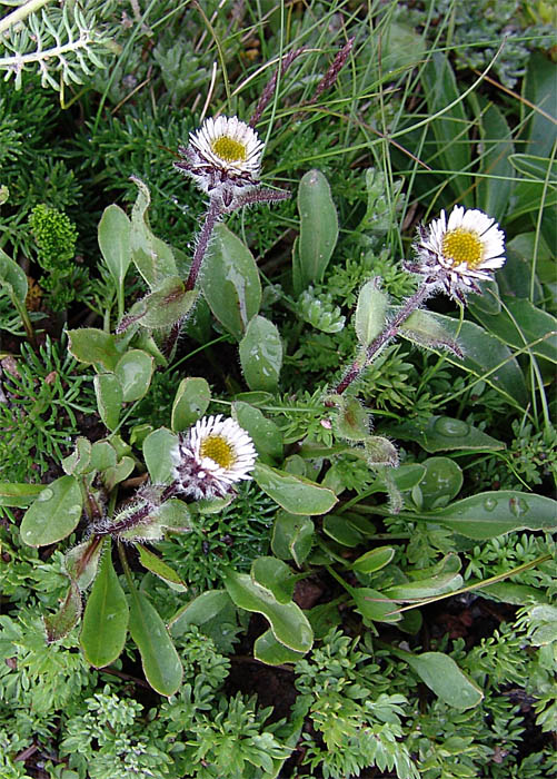 Изображение особи Erigeron uniflorus.