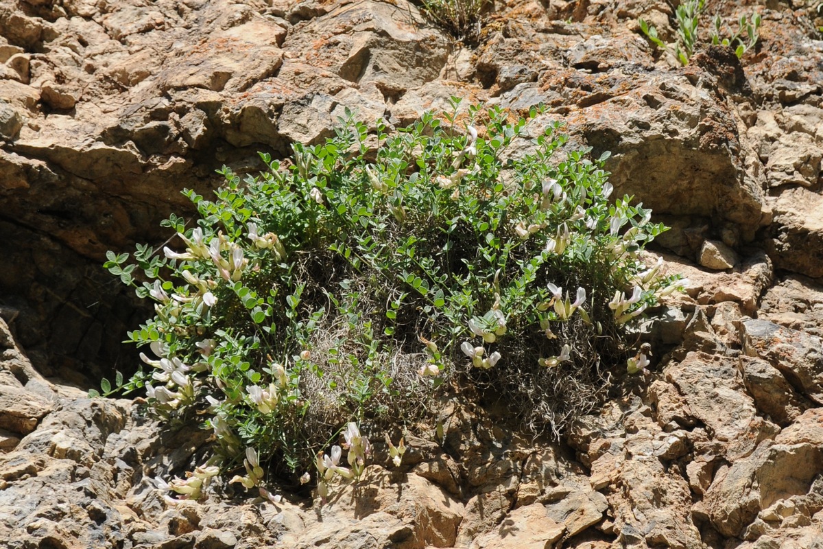 Изображение особи Astragalus abolinii.