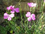 Dianthus versicolor