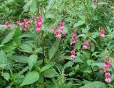 Impatiens glandulifera. Верхушки цветущих и плодоносящих растений. Сахалинская обл., г. Анива, берег р. Лютяга, около пешеходного моста. 18.08.2019.