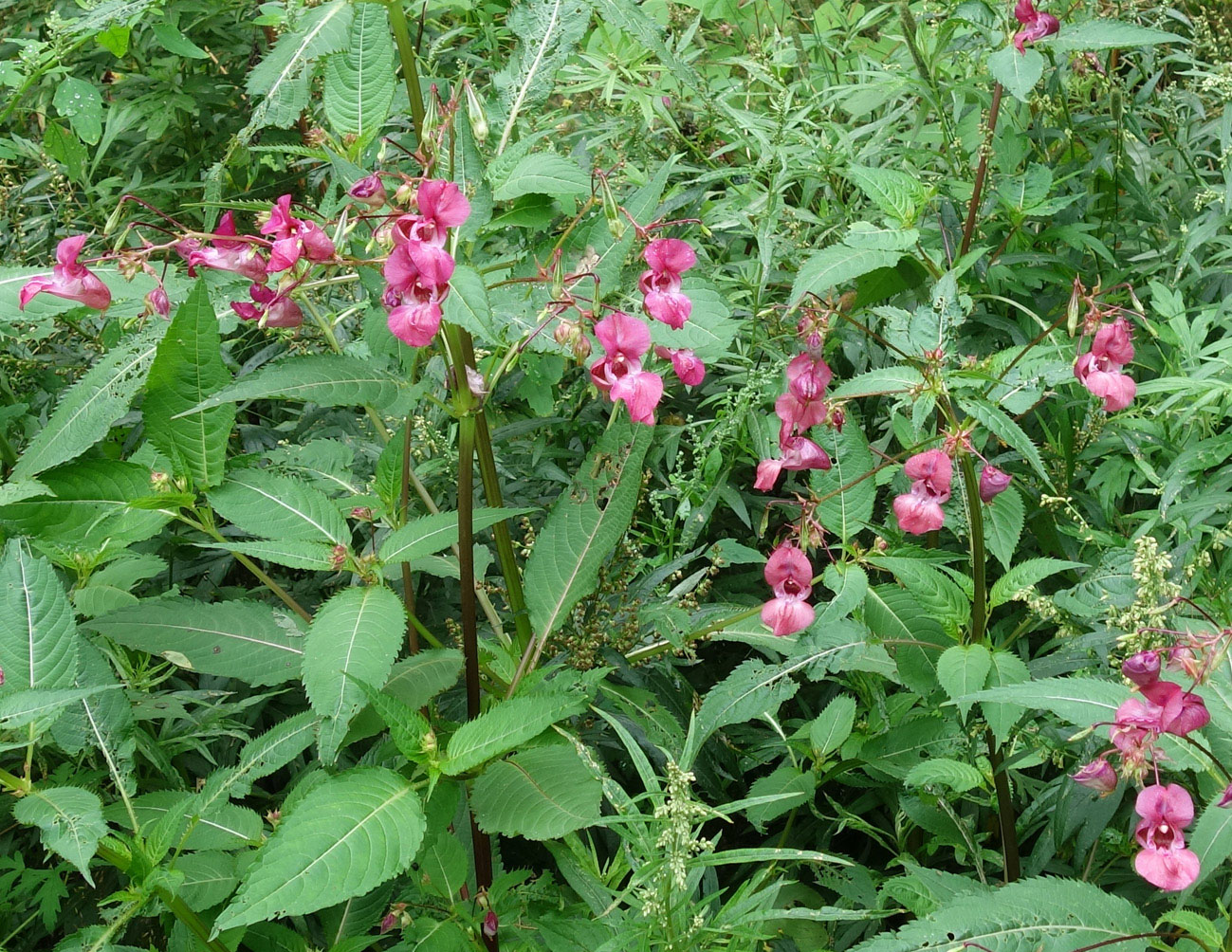 Image of Impatiens glandulifera specimen.