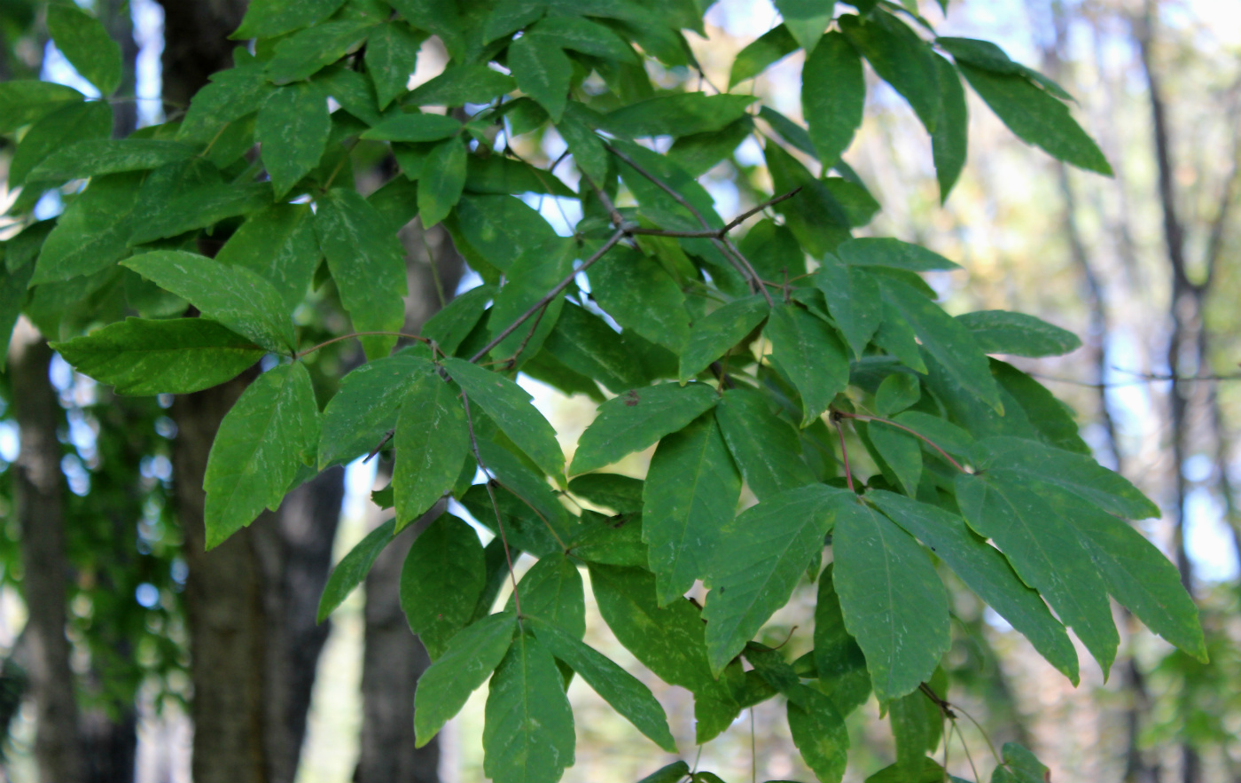 Image of Acer triflorum specimen.