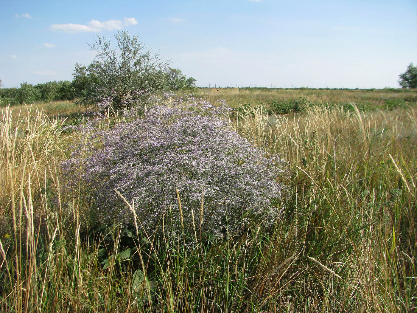 Изображение особи Limonium coriarium.