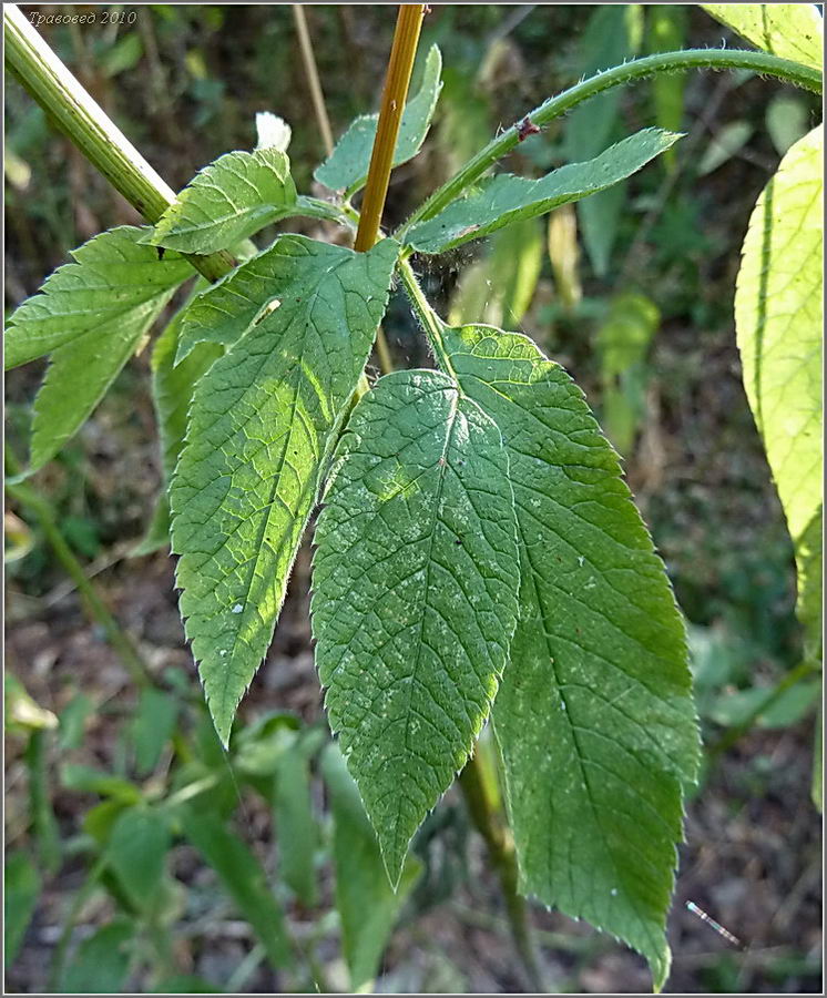 Изображение особи Chaerophyllum aromaticum.