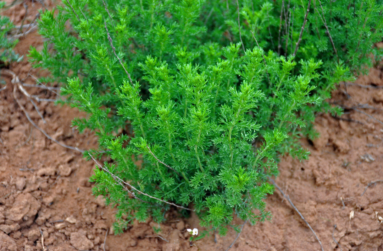 Image of genus Artemisia specimen.
