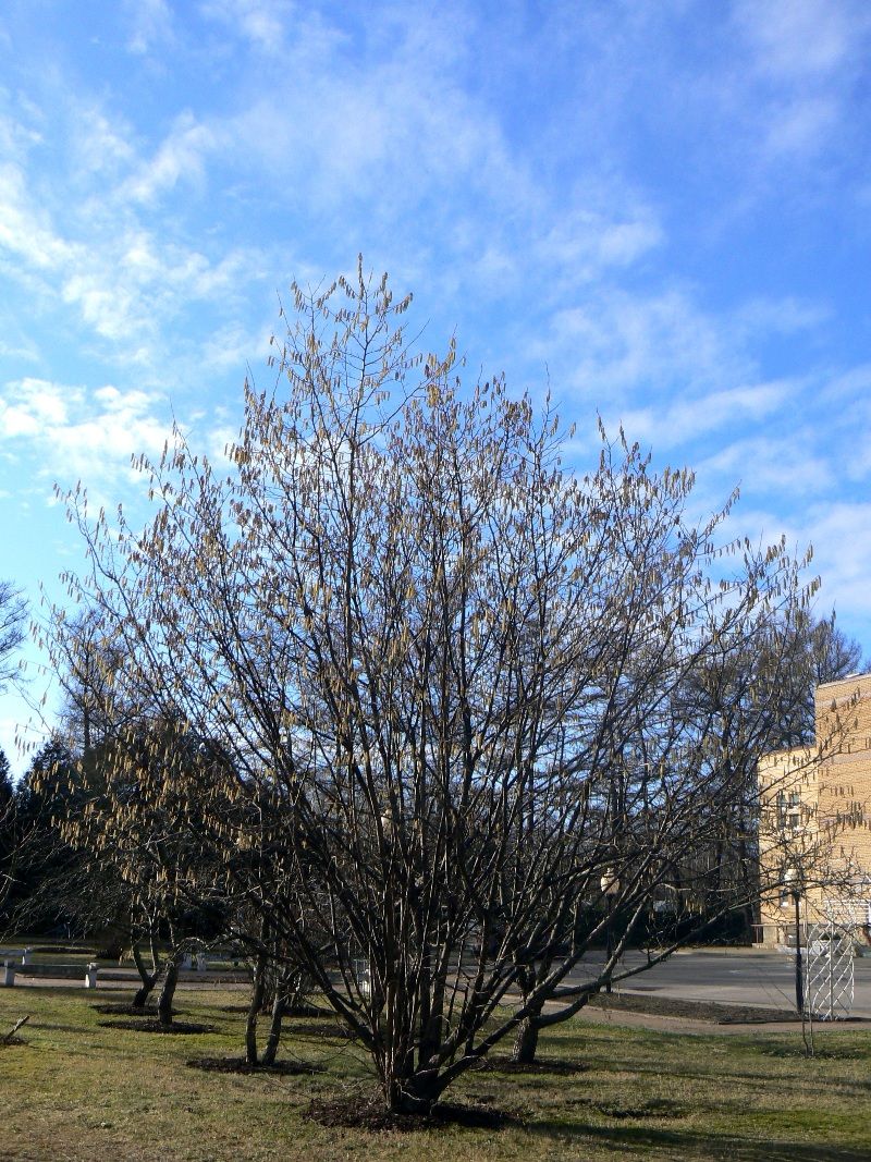 Image of Corylus avellana specimen.