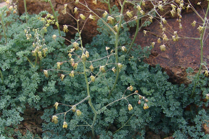 Image of Thalictrum isopyroides specimen.