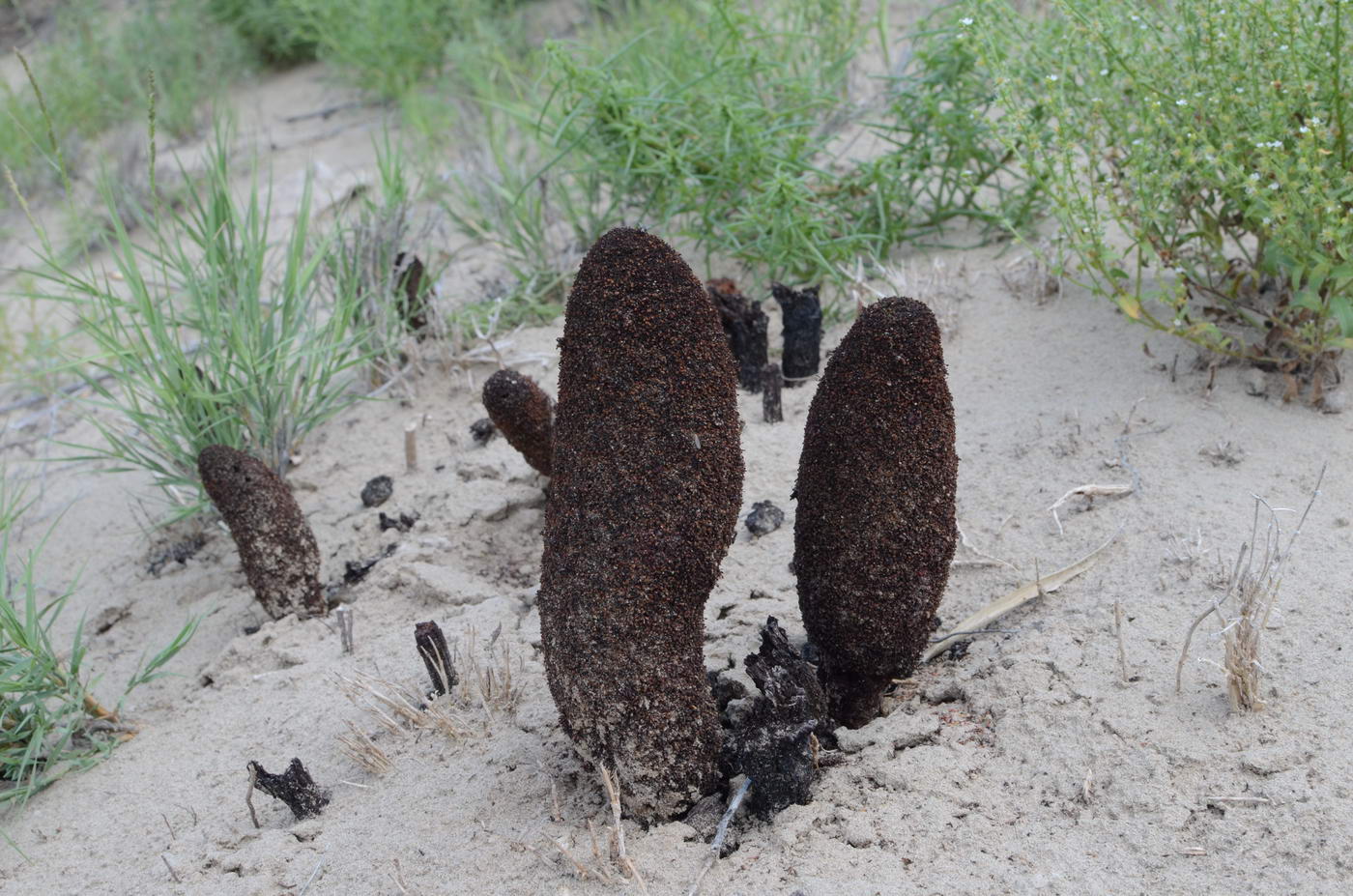 Image of Cynomorium songaricum specimen.