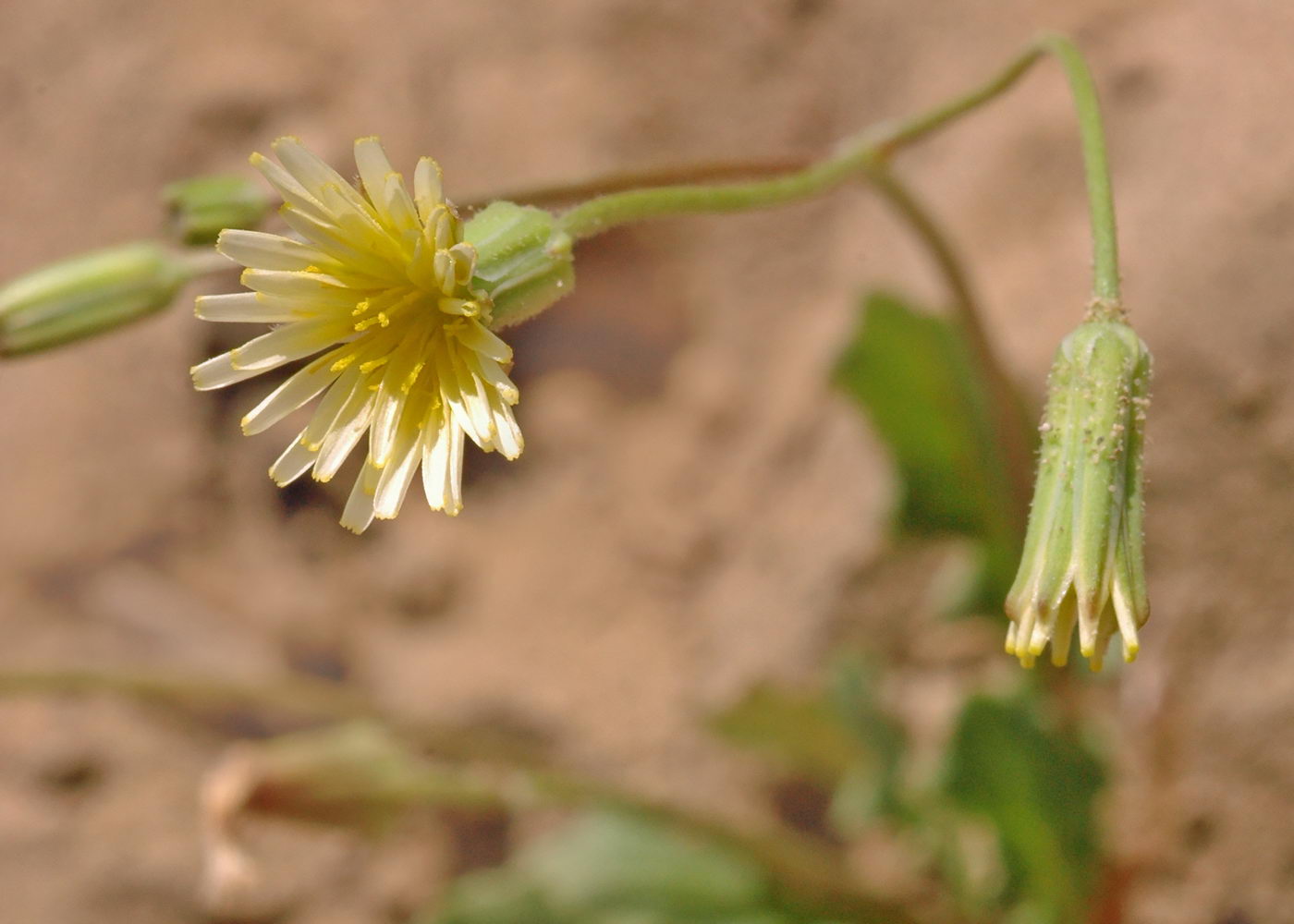 Изображение особи Lagoseris aralensis.