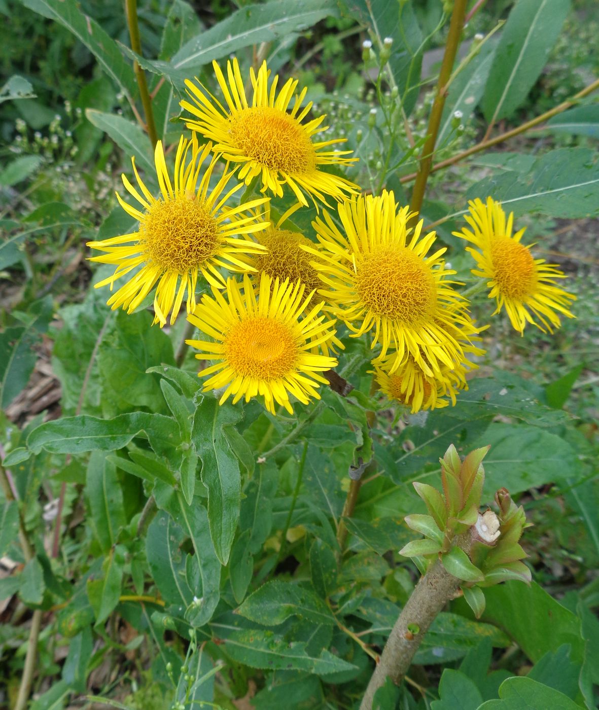 Изображение особи Inula britannica.