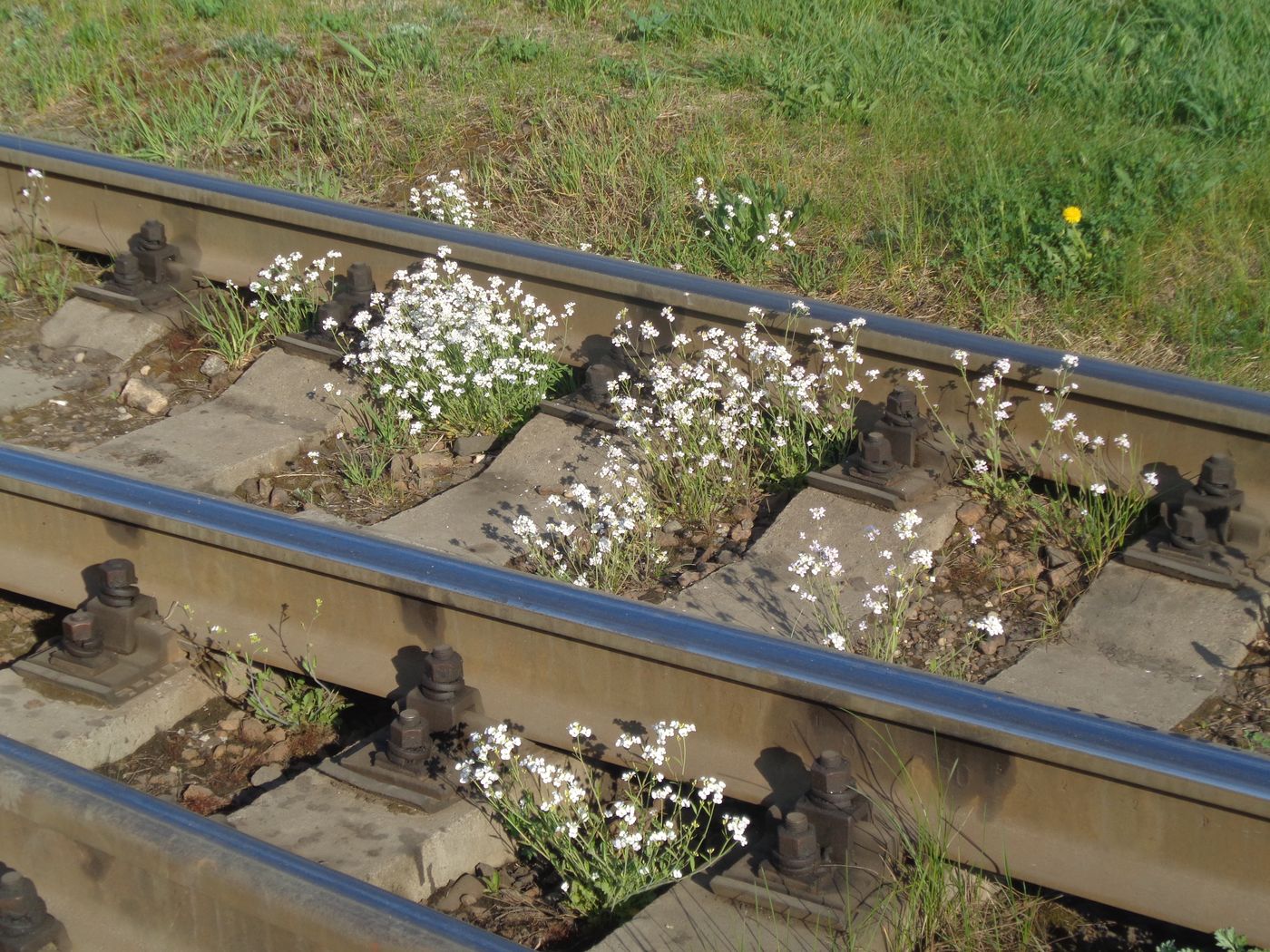 Image of Arabidopsis arenosa specimen.