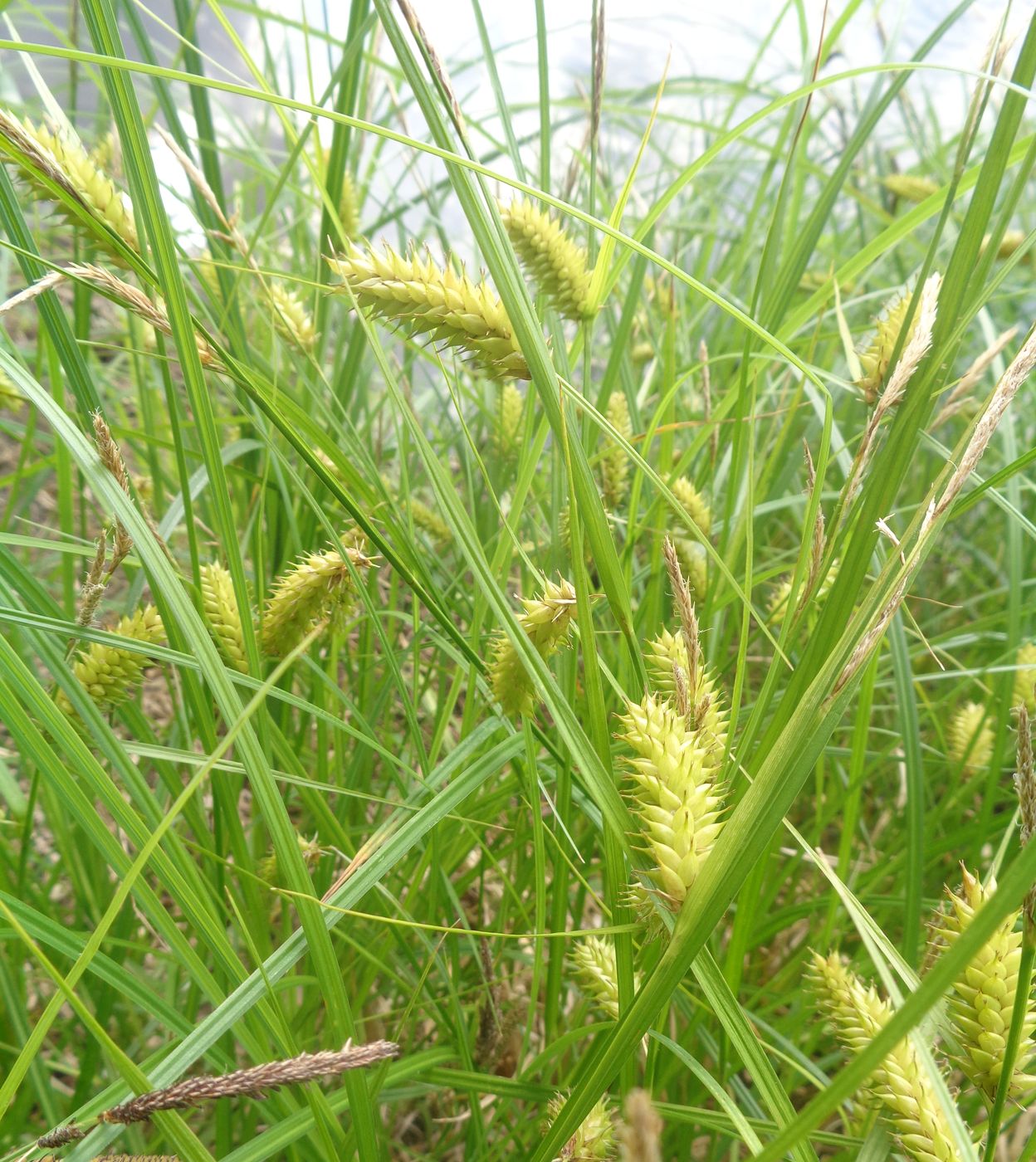 Изображение особи Carex vesicaria.