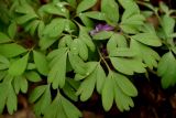 Corydalis solida