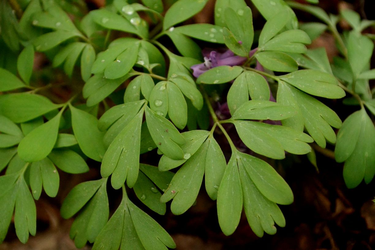 Image of Corydalis solida specimen.