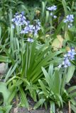 Hyacinthoides hispanica. Цветущие растения. Санкт-Петербург, Приморский р-н, окр. просп. Испытателей и Гаккелевской ул., в культуре. 29.05.2020.