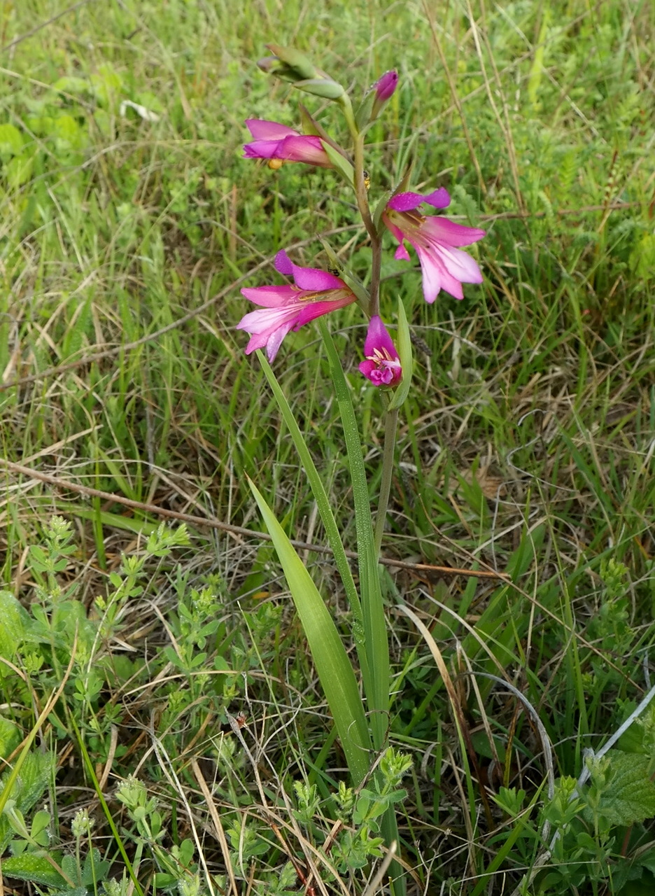 Изображение особи Gladiolus italicus.