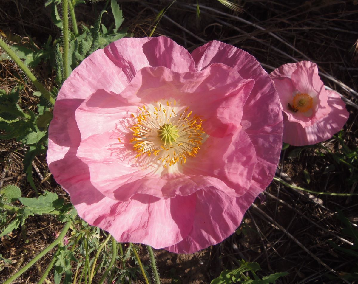 Image of Papaver rhoeas specimen.