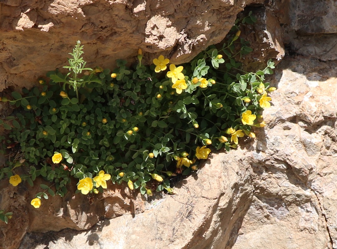 Image of Hypericum formosissimum specimen.