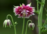 Aquilegia vulgaris разновидность stellata. Цветок и бутоны. Московская обл., Раменский р-н, окр. дер. Хрипань, садовый участок. 16.06.2020.