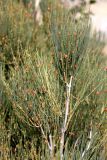 Ephedra equisetina