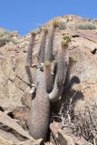 Pachypodium namaquanum