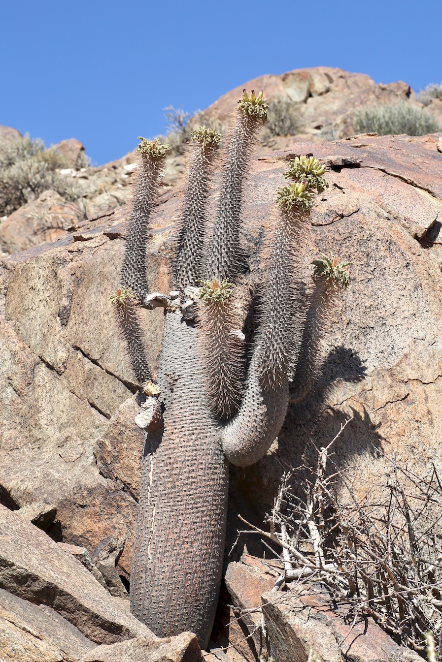 Изображение особи Pachypodium namaquanum.