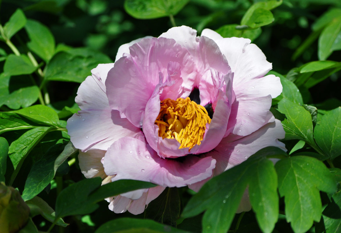 Image of Paeonia suffruticosa specimen.