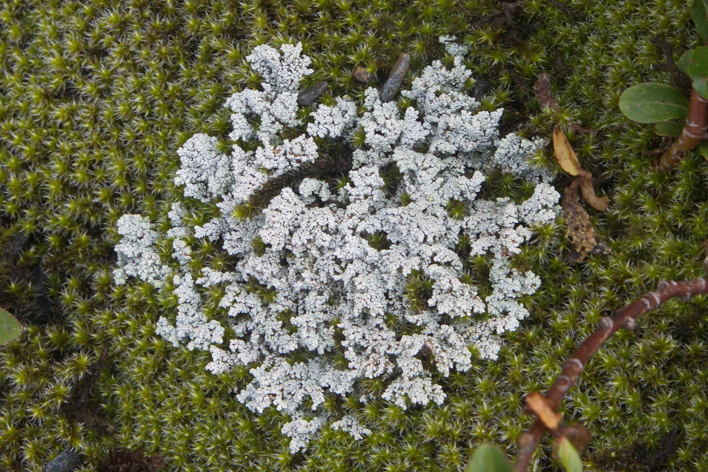 Image of genus Stereocaulon specimen.