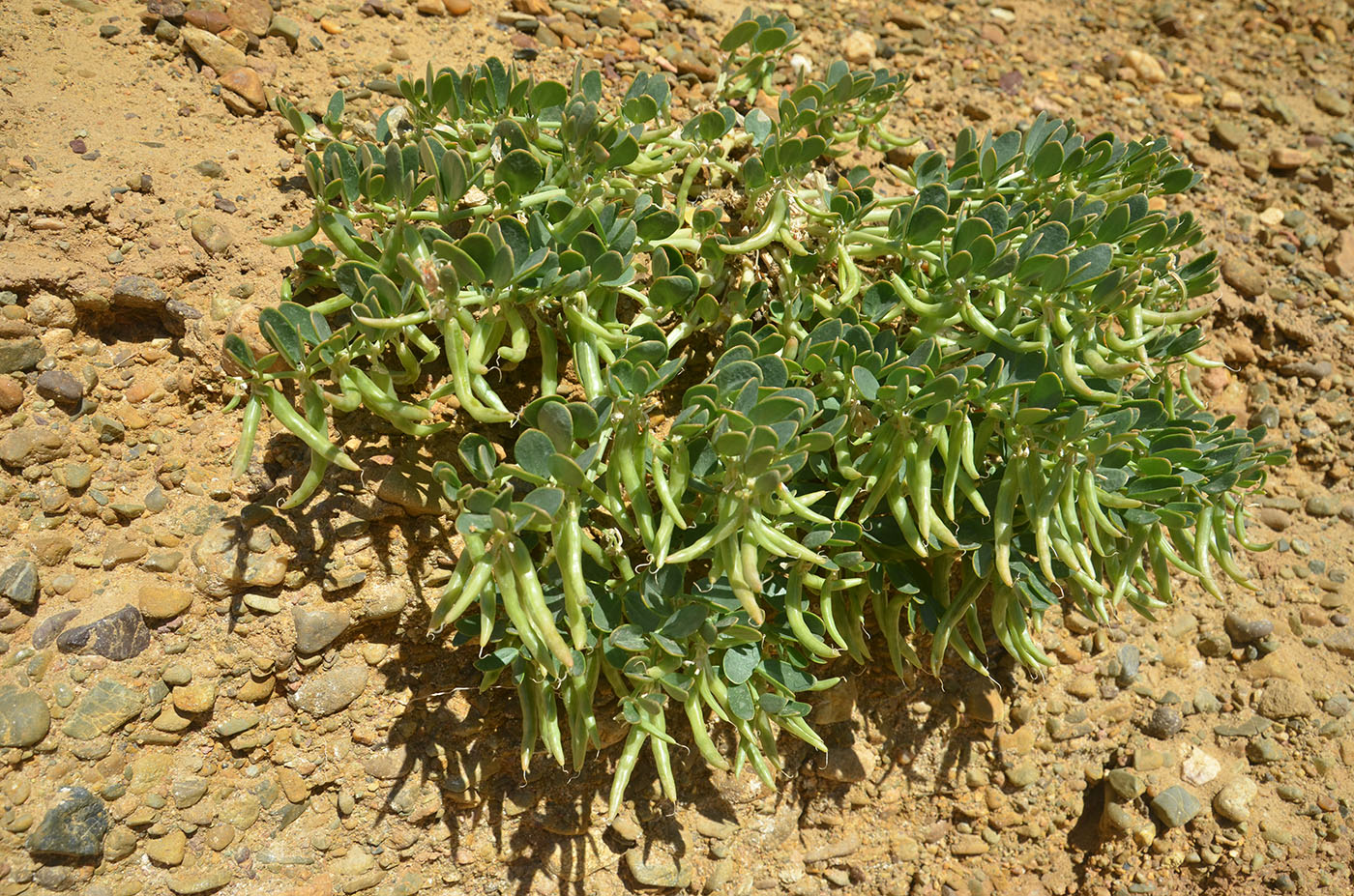 Image of Zygophyllum rosovii specimen.