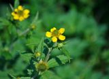 Geum aleppicum. Верхушка побега с цветком и бутоном. Московская обл., окр. г. Железнодорожный, опушка смешанного леса. 22.06.2020.