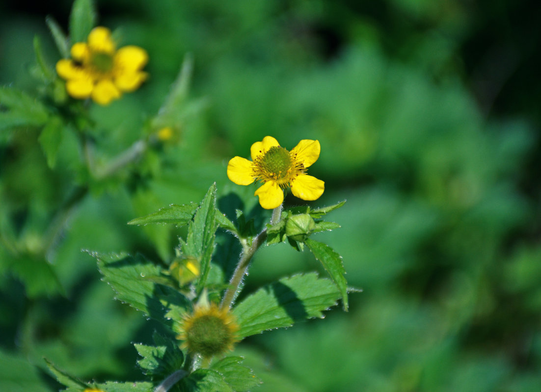 Image of Geum aleppicum specimen.