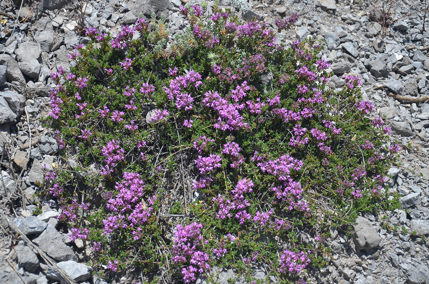 Изображение особи Thymus granatensis.