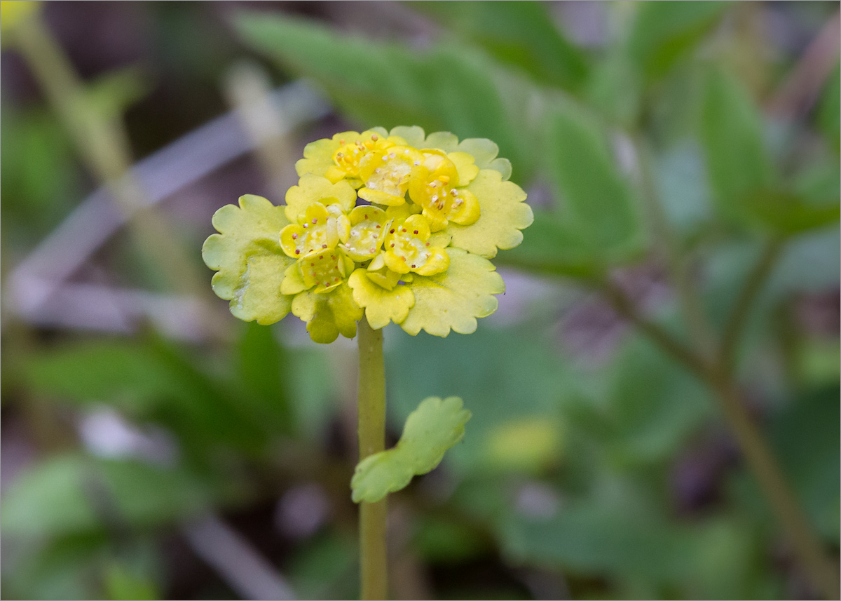 Image of Chrysosplenium alternifolium specimen.