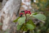 Viburnum lantana. Верхушка ветви с соплодием. Краснодарский край, Апшеронский р-н, окр. пос. Отдалённый, гора Черногор, выс. ок. 1600 н.у.м., субальпийский луг. 04.10.2020.