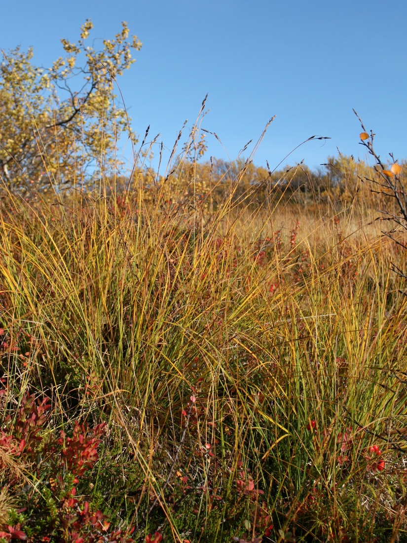 Image of genus Carex specimen.