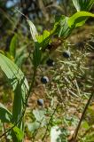 Polygonatum odoratum. Верхушка плодоносящего побега с поврежденными листьями. Башкортостан, Гафурийский р-н, окр. дер. Толпарово, долина р. Зилим, каменисто-травянистый склон скального массива Кузганак. 1 сентября 2020 г.