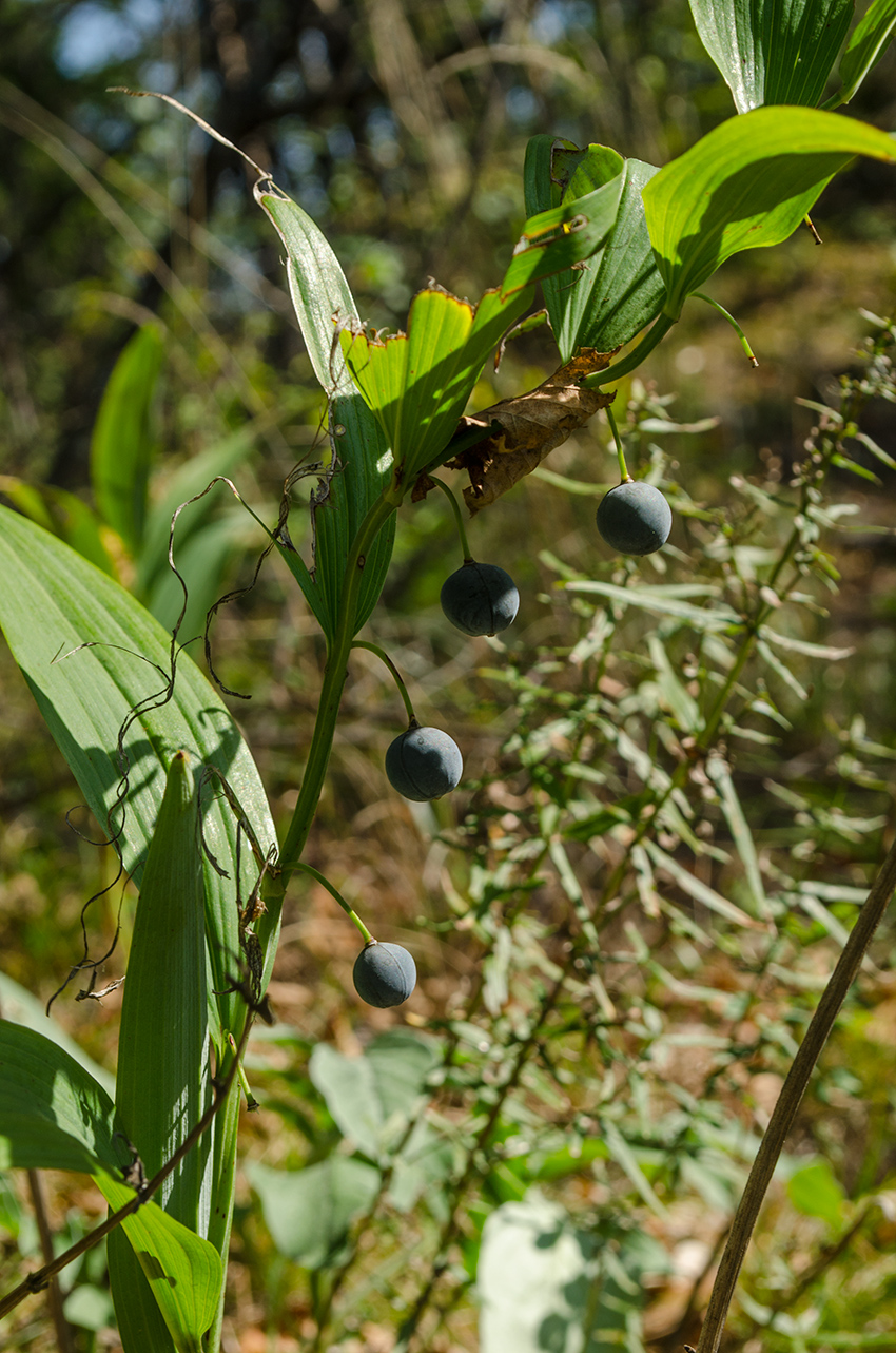 Image of Polygonatum odoratum specimen.